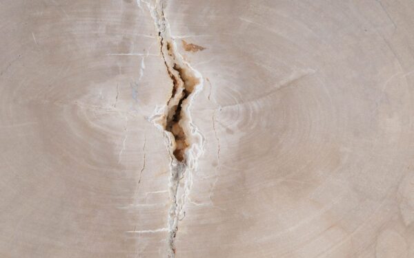 Coffee table petrified wood 49158