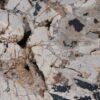 Coffee table petrified wood 49162