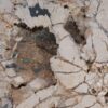 Coffee table petrified wood 49167