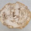 Coffee table petrified wood 49171