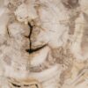 Coffee table petrified wood 49171