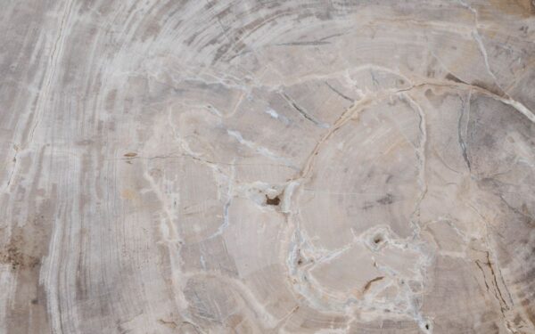 Coffee table petrified wood 49173