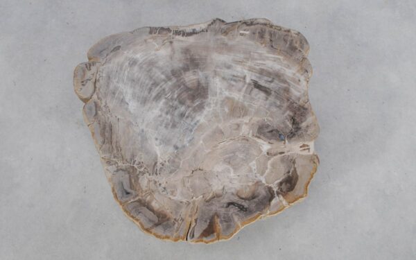 Coffee table petrified wood 49174