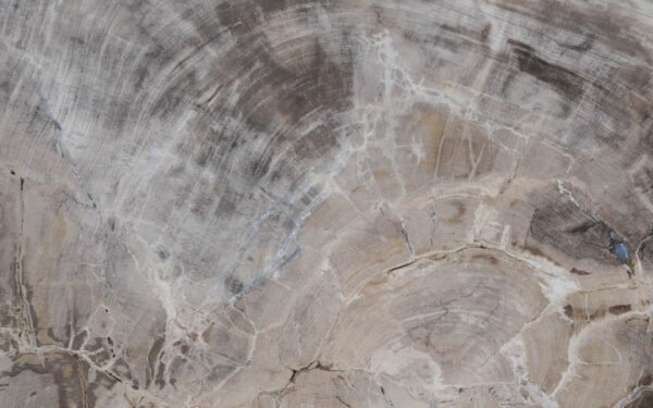 Coffee table petrified wood 49174