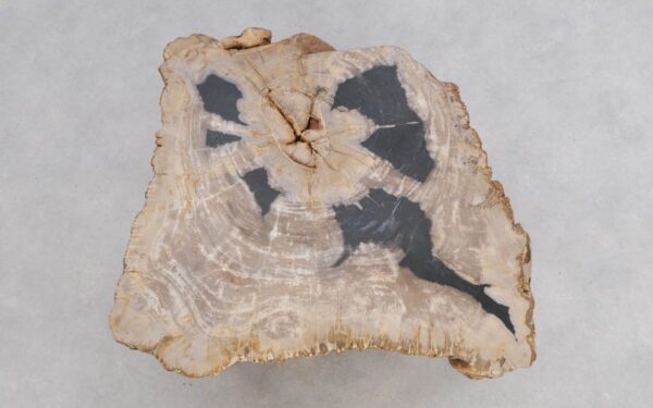 Coffee table petrified wood 49185