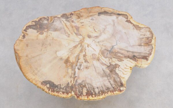 Coffee table petrified wood 49199