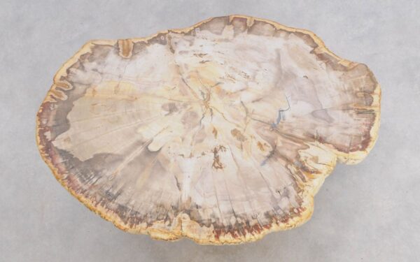 Coffee table petrified wood 49206