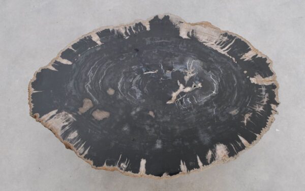 Coffee table petrified wood 49227