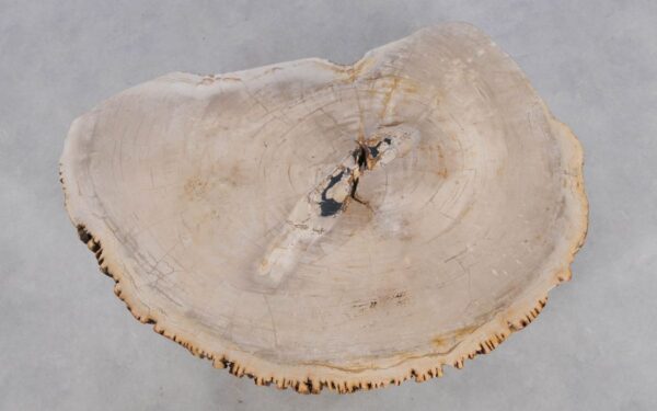 Coffee table petrified wood 49252