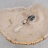 Coffee table petrified wood 49253