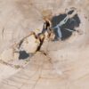 Coffee table petrified wood 49253
