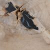 Coffee table petrified wood 49258