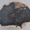 Coffee table petrified wood 49281