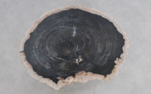Coffee table petrified wood 49289