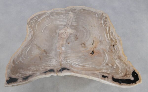 Coffee table petrified wood 49297