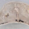 Coffee table petrified wood 49298