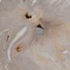 Coffee table petrified wood 49302
