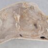 Coffee table petrified wood 49303