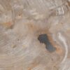 Coffee table petrified wood 49303