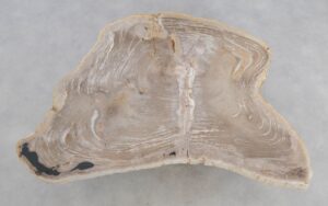 Coffee table petrified wood 49304