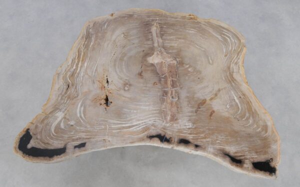 Coffee table petrified wood 49305