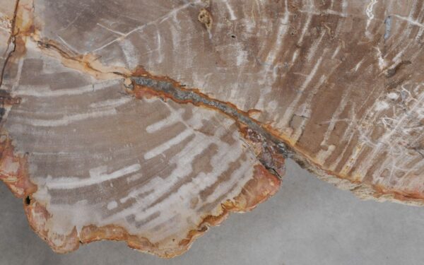 Coffee table petrified wood 49317