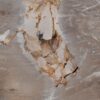 Coffee table petrified wood 49319