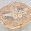 Coffee table petrified wood 49387