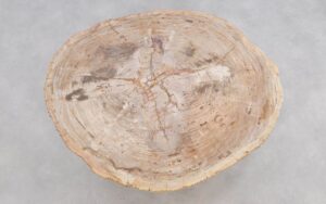 Coffee table petrified wood 49388