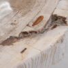 Couchtisch versteinertes Holz 48145