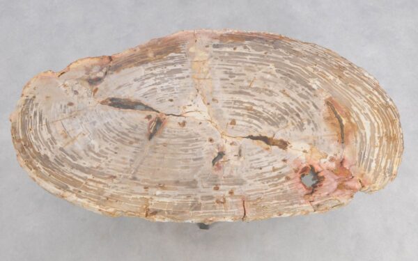Couchtisch versteinertes Holz 48150