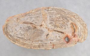 Couchtisch versteinertes Holz 48152