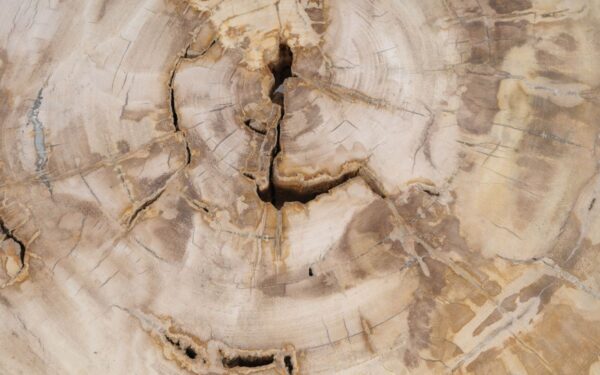 Couchtisch versteinertes Holz 49170