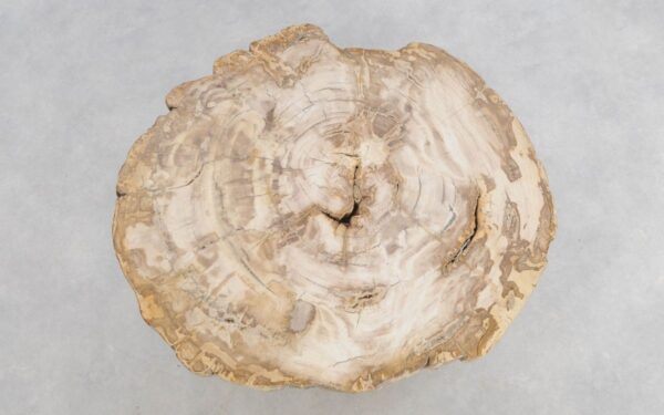 Couchtisch versteinertes Holz 49172