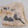Couchtisch versteinertes Holz 49186
