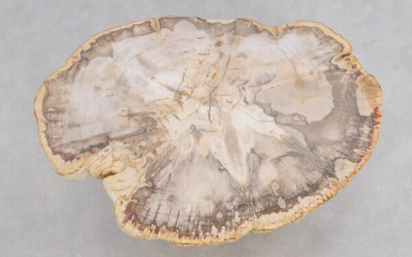 Couchtisch versteinertes Holz 49203