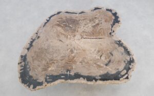 Couchtisch versteinertes Holz 49238