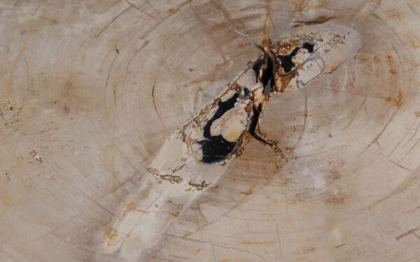 Couchtisch versteinertes Holz 49252