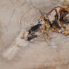 Couchtisch versteinertes Holz 49255