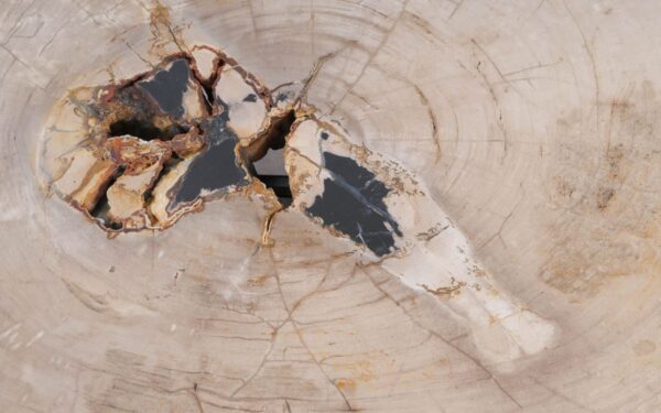 Couchtisch versteinertes Holz 49256