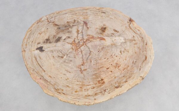 Couchtisch versteinertes Holz 49264