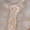 Couchtisch versteinertes Holz 49300