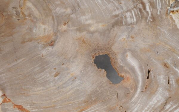 Couchtisch versteinertes Holz 49303