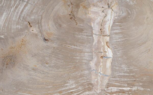 Couchtisch versteinertes Holz 49304
