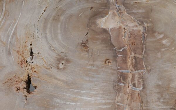 Couchtisch versteinertes Holz 49305