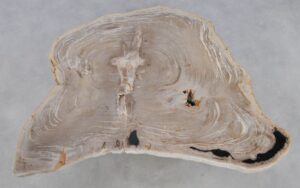 Couchtisch versteinertes Holz 49308