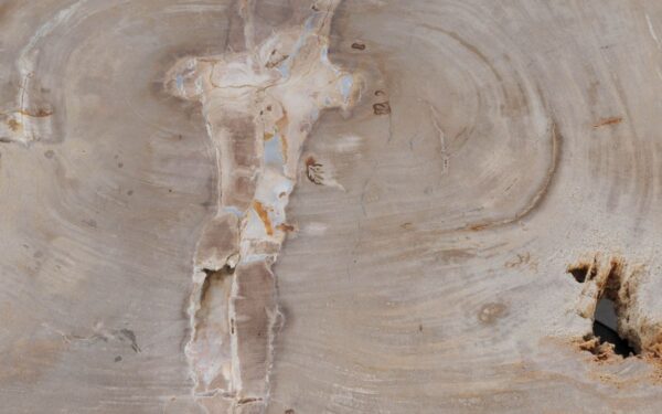 Couchtisch versteinertes Holz 49308