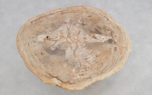 Couchtisch versteinertes Holz 49389