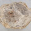Couchtisch versteinertes Holz 49391