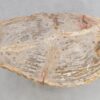 Mesa de centro madera petrificada 48153